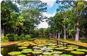 Jardin Botanique Sir Seewoosagur Ramgoolam