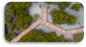 Les Mangroves de l’Est