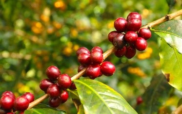 Plantations de café