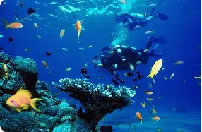 Plongée sous-marine et Snorkeling