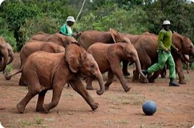 Sheldrick Wildlife Trust