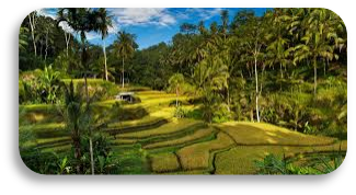 Tegallalang
